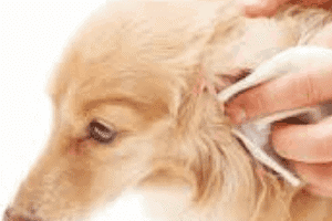 ➤ ¿Cómo limpiar los oídos de los perros con infección? Paso a paso