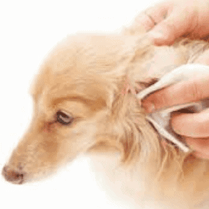 Cómo limpiar los oídos de los perros