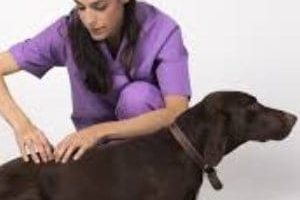 ➤ ¿Cómo se puede prevenir la artritis en los perros?