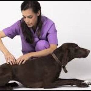 prevenir la artritis en los perros