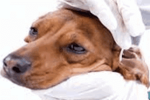➤ ¿Cómo se pueden prevenir las infecciones de oído en los perros?