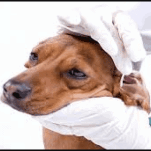 prevenir las infecciones de oído en los perros