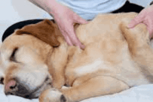 ➤ 11 Tratamientos para la artritis en los perros. Medicamentos y terapias