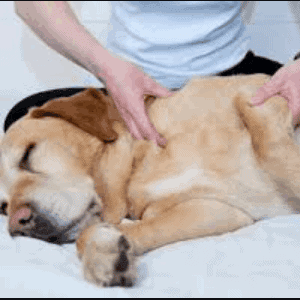 Tratamiento para la artritis en los perros