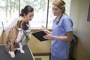 ➤ Antibióticos Para Tratar La Pioderma En Perros. Los 19 Más Utilizados