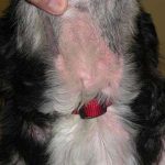 Cómo se hace el diagnóstico de la pioderma en los perros