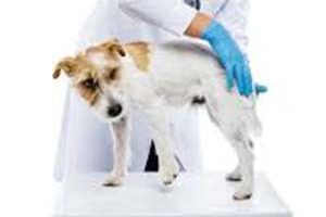 ➤ Tratamiento Médico De La Pioderma En Los Perros. Medicamentos