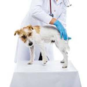 Tratamiento médico de la pioderma en los perros