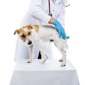 ➤ Tratamiento Médico De La Pioderma En Los Perros. Medicamentos