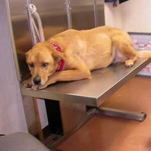 Antibióticos para tratar la ascitis en perros