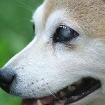 at0217 causas de ceguera en perros 702x336 opt 1 1