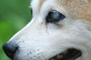 ➤ Efectos del Glaucoma en Perros y Sus Causas.