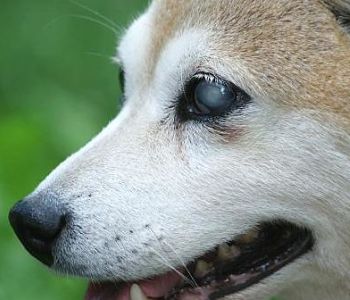 at0217 causas de ceguera en perros 702x336 opt 1 1