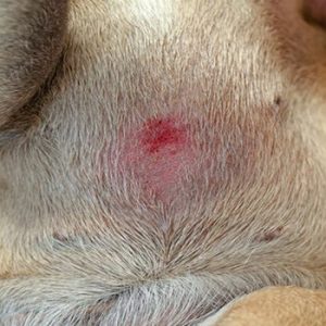 ¿La pioderma en los perros se contagia?