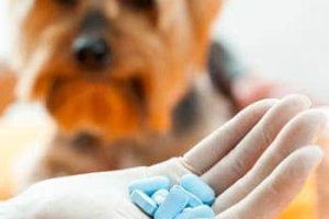 ➤ 3 Tipos de Pastillas Para la Hepatitis en Perros
