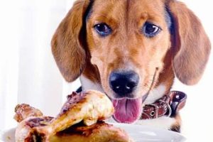 ➤ 4 tipos de dieta para Perros con Hepatitis, Fácil de Preparar