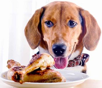 los perros pueden comer huesos de pollo y pollo opt 1