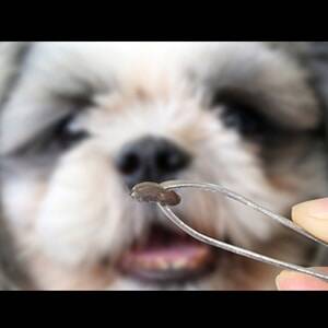 Cómo se puede prevenir la erliquia en los perros