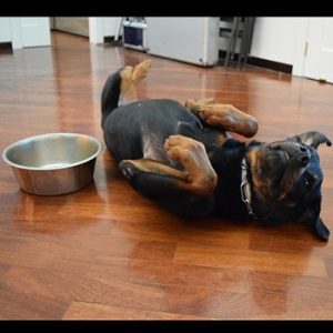 Síntomas de la ascitis en los perros