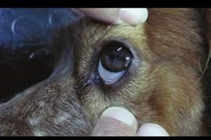 ➤ Síntomas De La Erliquia En Los Perros. Signos Clínicos Y Fases