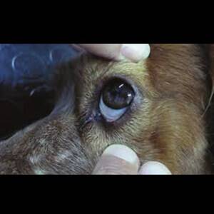 Síntomas de la erliquia en los perros