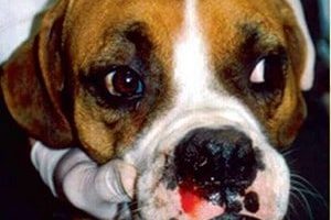 ➤ ¿La Erliquia En Los Perros Tiene Cura O Es Una Condición Fatal?