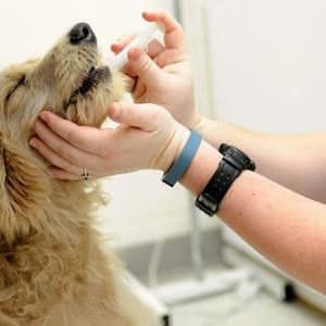 ➤ ¿Cuál Es El Tratamiento De La Erliquia En Los Perros? Medicamentos Usados