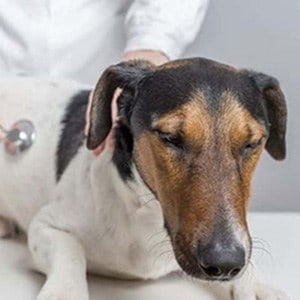 ➤ ¿Cuál es el Tratamiento para la ascitis en los perros? Medicamentos
