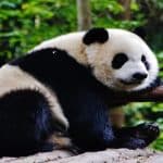 datos curiosos de los pandas