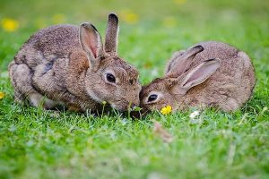 20 Datos Sobre Los Conejos Muy Interesantes.