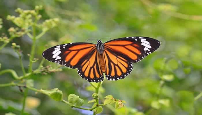 la mariposa monarca