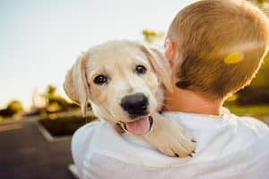12 Datos Curiosos De Los Perros Que Te Harán Amarlos Aún Más.