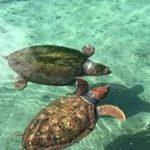 datos curiosos de las tortugas
