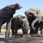 datos curiosos de los elefantes