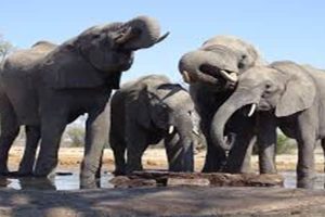 10 Datos Curiosos De Los Elefantes Sencillamente Fascinantes.