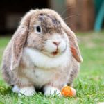 13 Datos Curiosos De Los Conejos Que Te Pueden Interesar. 1