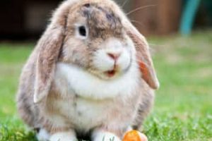 13 Datos Curiosos De Los Conejos Que Te Pueden Interesar.