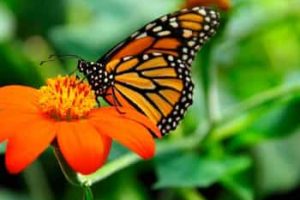 7 Datos Curiosos Sobre La Mariposa Monarca Que Quizás No Conocías.