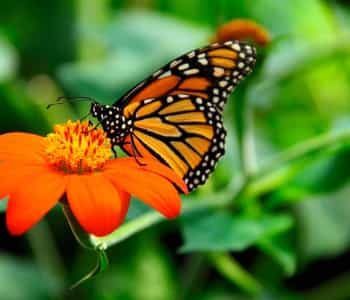 Datos Curiosos Sobre Las Mariposas Monarcas Que Quizas No Conocias. 1 1