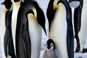 11 Datos Curiosos de los Pingüinos Que Tal Vez Puedan Interesarte.
