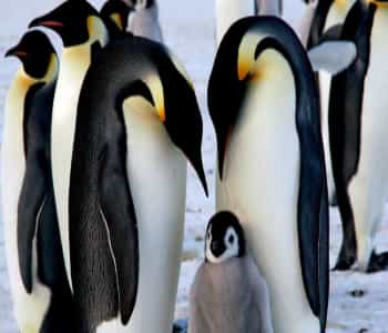 pinguino 1 1