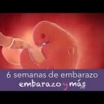 3 Semanas De Embarazo Como Es El Bebe