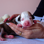 Como Cuidar A Un Cachorro Recien Nacido Sin Madre