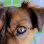 Como Curar El Ojo Lastimado De Un Perro