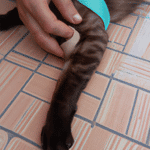 Como Curar La Herida De Un Gato