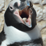 Como Es La Boca De Un Pingüino