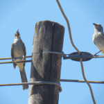 Como Es La Forma De Comunicarse De Las Aves