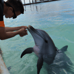 Como Es La Relacion De Los Delfines Con Los Humanos