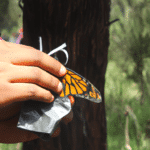 Como Evitar La Extincion De La Mariposa Monarca