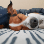 Como Hacer Que Tu Perro Se Duerma